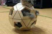 娱乐吃瓜酱猫叫喵喵喵
