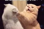 娱乐吃瓜君猫咪,揭秘娱乐圈的萌宠生活